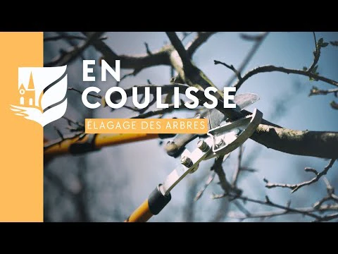 En coulisse - L\'élagage des arbres de la ville 🌳